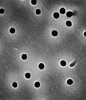 Nuclepore 聚碳酸酯轨道蚀刻膜,Ø25mm,孔径0.1-12um,SPI